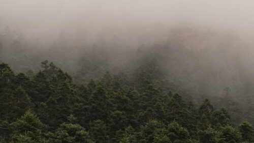 Fog, Road, Trees, Wallpapers Free Download For Your Device (2)