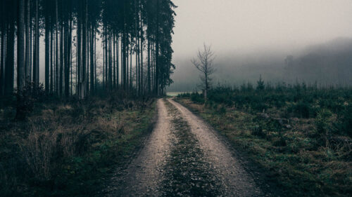 Fog, Road, Trees, Wallpapers Free Download For Your Device