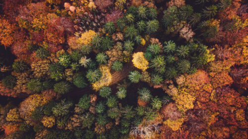 Forest, Aerial, View, Autumn, Green, Wallpapers Free Download For Your Device