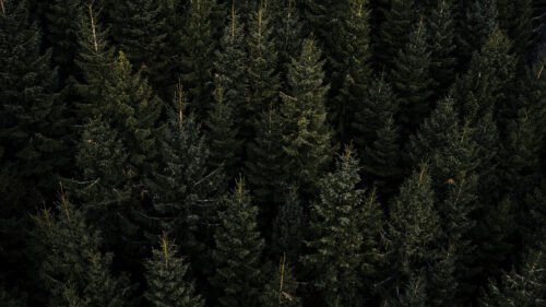 Forest, Aerial, View, Pines, Wallpapers Free Download For Your Device