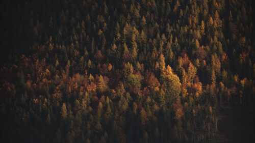 Forest, Aerial, View, Shadow, Wallpapers Free Download For Your Device
