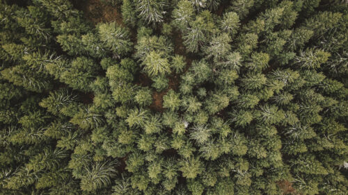 Forest, Aerial, View, Trees Wallpapers Free Download For Your Device