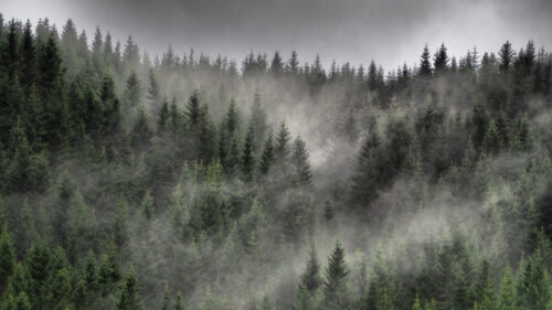 Forest, Fog, Clouds, Wallpapers Free Download For Your Device