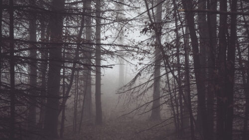Forest, Fog, Darkness, Wallpapers Free Download For Your Device