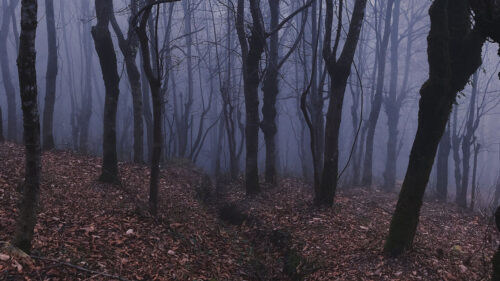 Forest, Fog, Haze, Wallpapers Free Download For Your Device