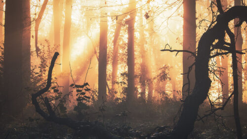 Forest, Fog, Light, Wallpapers Free Download For Your Device