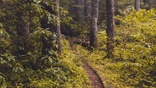 Forest, Fog, Path, Wallpapers Free Download For Your Device