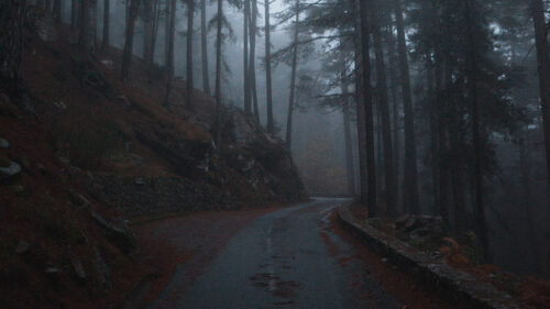 Forest, Fog, Road, Wallpapers Free Download For Your Device