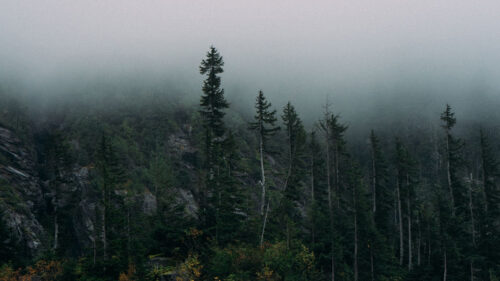 Forest, Fog, Rocks, Wallpapers Free Download For Your Device