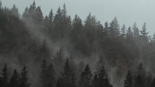 Forest, Fog, Trees, Wallpapers Free Download For Your Device (2)