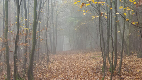 Forest, Fog, Trees, Wallpapers Free Download For Your Device (3)
