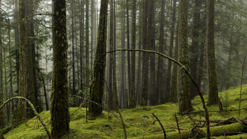 Forest, Glade, Trees, Wallpapers Free Download For Your Device (2)