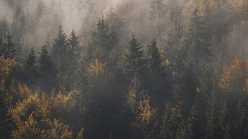 Forest, Glade, Trees, Wallpapers Free Download For Your Device (3)