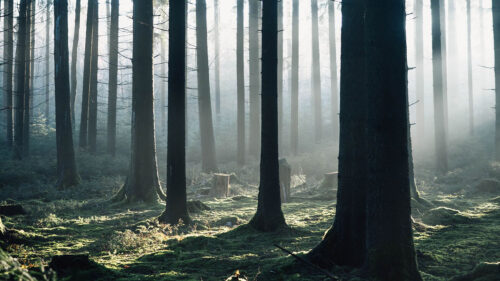 Forest, Glade, Trees, Wallpapers Free Download For Your Device (4)