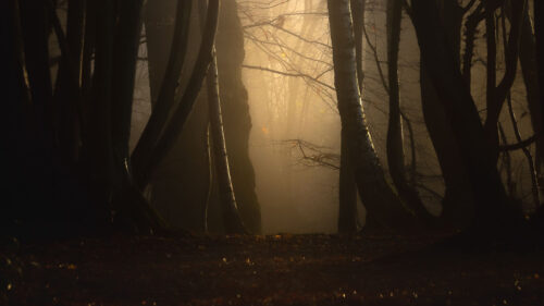 Forest, Glade, Trees, Wallpapers Free Download For Your Device (5)