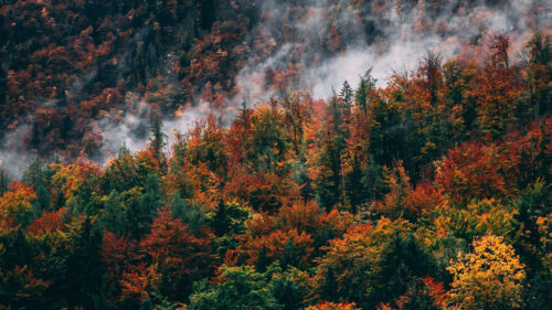 Forest, Mountain, Peak, Wallpapers Free Download For Your Device