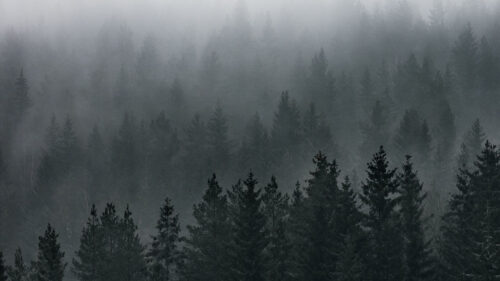 Forest, Natural, Clouds, Trees, Wallpapers Free Download For Your Device (10)