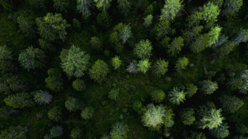 Forest, Natural, Clouds, Trees, Wallpapers Free Download For Your Device (2)