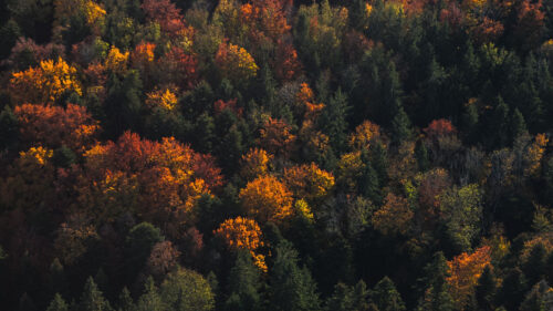 Forest, Natural, Clouds, Trees, Wallpapers Free Download For Your Device (3)