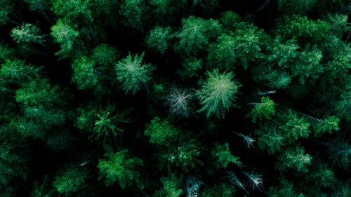 Forest, Natural, Clouds, Trees, Wallpapers Free Download For Your Device (4)
