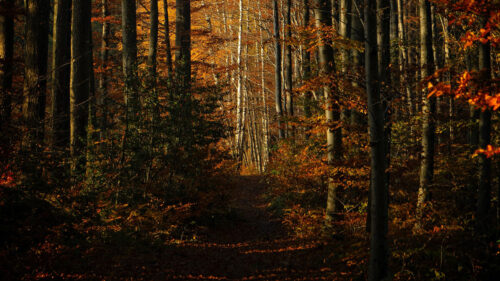Forest, Natural, Clouds, Trees, Wallpapers Free Download For Your Device (6)