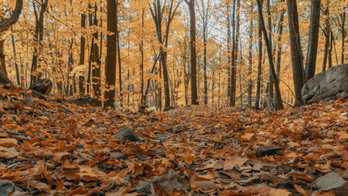 Forest, Natural, Clouds, Trees, Wallpapers Free Download For Your Device (7)
