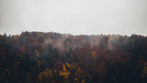 Forest, Natural, Clouds, Trees, Wallpapers Free Download For Your Device (8)