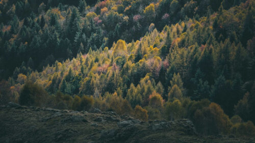 Forest, Natural, Clouds, Trees, Wallpapers Free Download For Your Device (9)