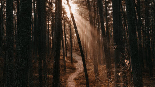 Forest, Path, Autumn, Fog, Trees, Wallpapers Free Download For Your Device (1)