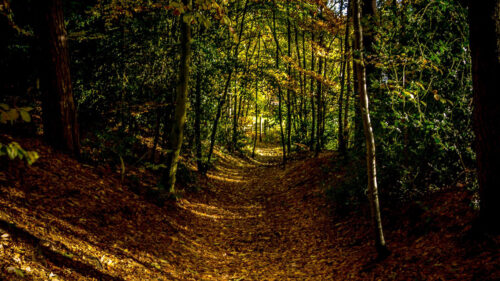 Forest, Path, Autumn, Fog, Trees, Wallpapers Free Download For Your Device (2)