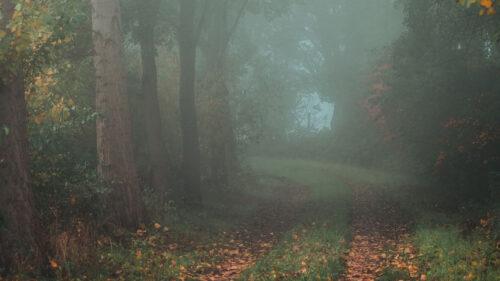 Forest, Path, Autumn, Fog, Trees, Wallpapers Free Download For Your Device (4)