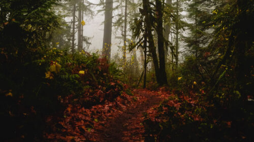 Forest, Path, Autumn, Fog, Trees, Wallpapers Free Download For Your Device (5)