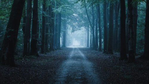Forest, Path, Autumn, Fog, Trees, Wallpapers Free Download For Your Device (6)