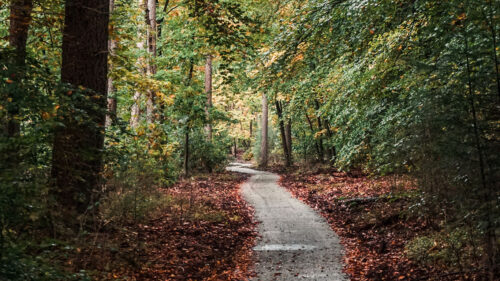 Forest, Path, Autumn, Fog, Trees, Wallpapers Free Download For Your Device (7)