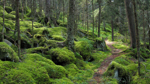 Forest, Path, Autumn, Fog, Trees, Wallpapers Free Download For Your Device (8)