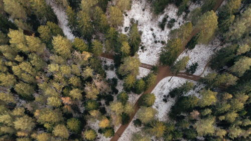 Forest, Paths, Aerial, View, Wallpapers Free Download For Your Device