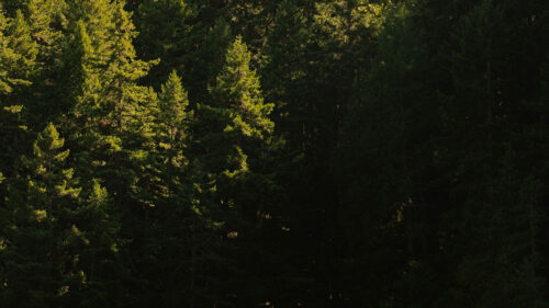 Forest, Pines, Trees, Wallpapers Free Download For Your Device (2)