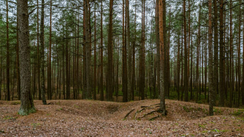 Forest, Pines, Trees, Wallpapers Free Download For Your Device