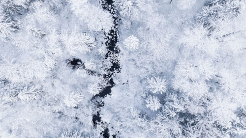 Forest, River, Aerial, View, Wallpapers Free Download For Your Device (2)