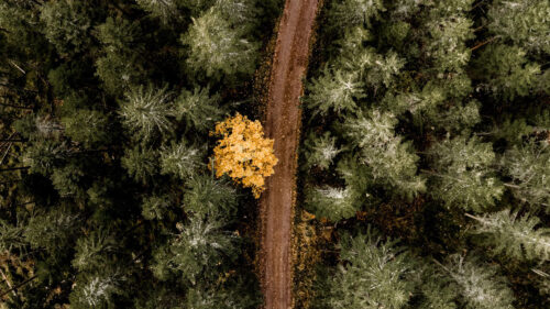 Forest, Road, Aerial, View, Wallpapers Free Download For Your Device (1)
