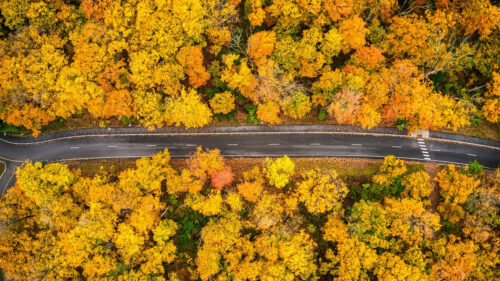 Forest, Road, Aerial, View, Wallpapers Free Download For Your Device (3)