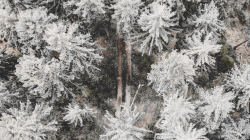Forest, Road, Aerial, View, Wallpapers Free Download For Your Device (4)
