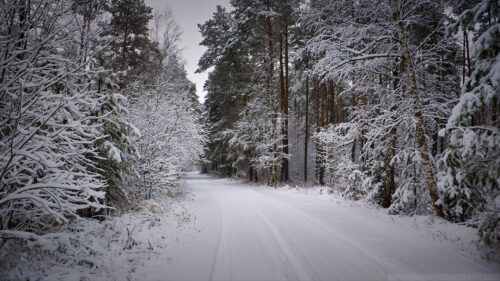 Forest, Road, Snow, Wallpapers Free Download For Your Device