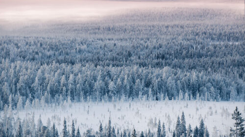 Forest, Snow, Aerial, View, Wallpapers Free Download For Your Device