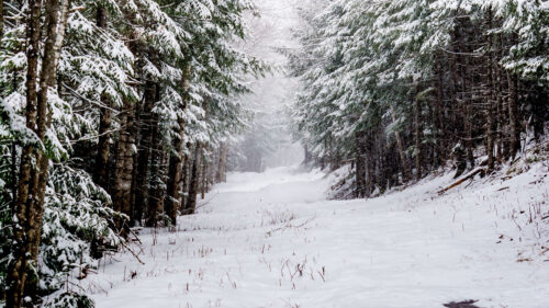 Forest, Snow, Road, Wallpapers Free Download For Your Device