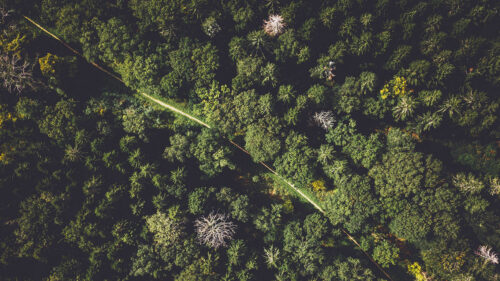Forest, Trees, Aerial, Wallpapers Free Download For Your Device