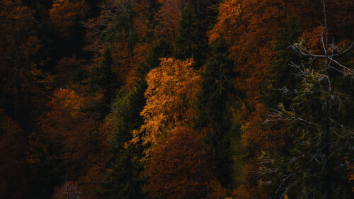 Forest, Trees, Autumn, HD Walllpapers