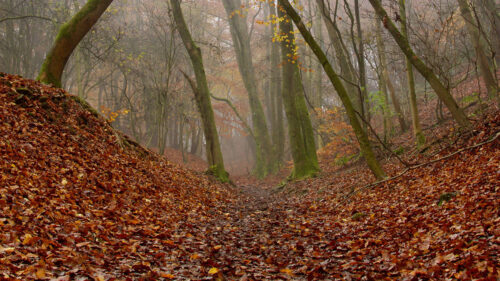 Forest, Trees, Autumn, HD Walllpapers (2)