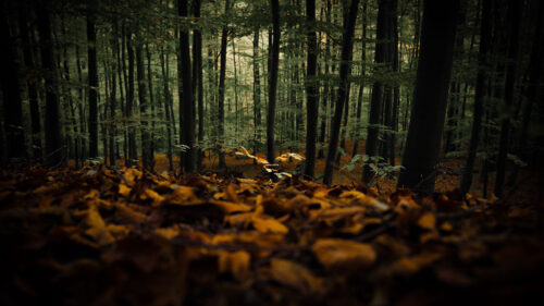 Forest, Trees, Autumn HD Walllpapers