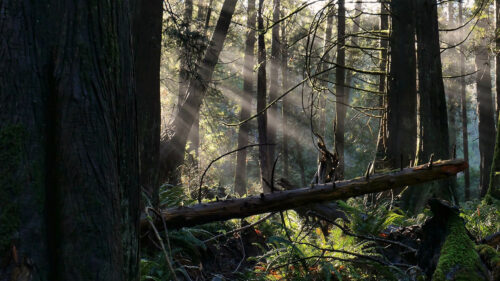 Forest, Trees, Fern, HD Walllpapers